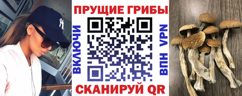 Псилоцибиновые грибы Psilocybine cubensis  Абаза 